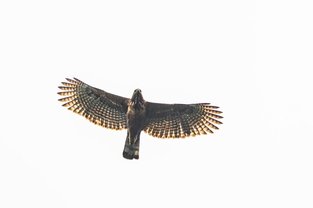 Philippine Hawk-Eagle - ML592066241