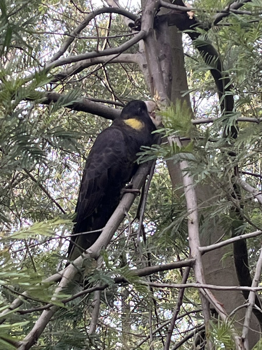 Yellow-tailed Black-Cockatoo - ML592066931