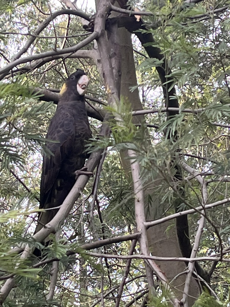Yellow-tailed Black-Cockatoo - ML592066941