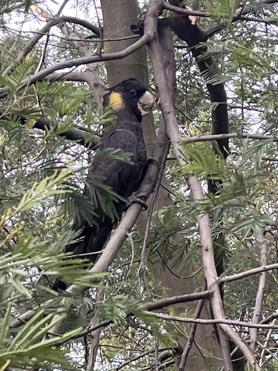 Yellow-tailed Black-Cockatoo - ML592066951