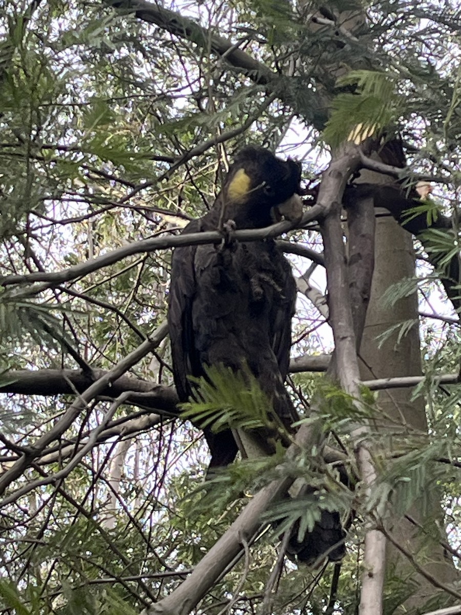 Yellow-tailed Black-Cockatoo - ML592066961