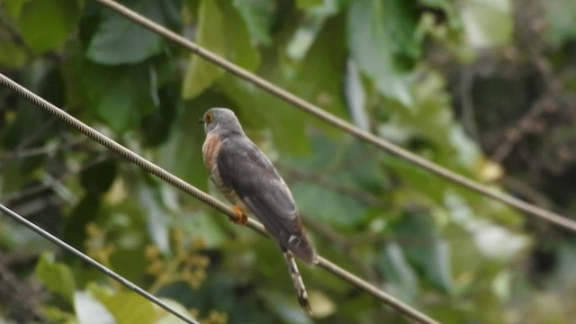 Common Hawk-Cuckoo - ML592067111
