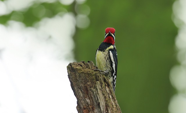 Yellow-bellied Sapsucker