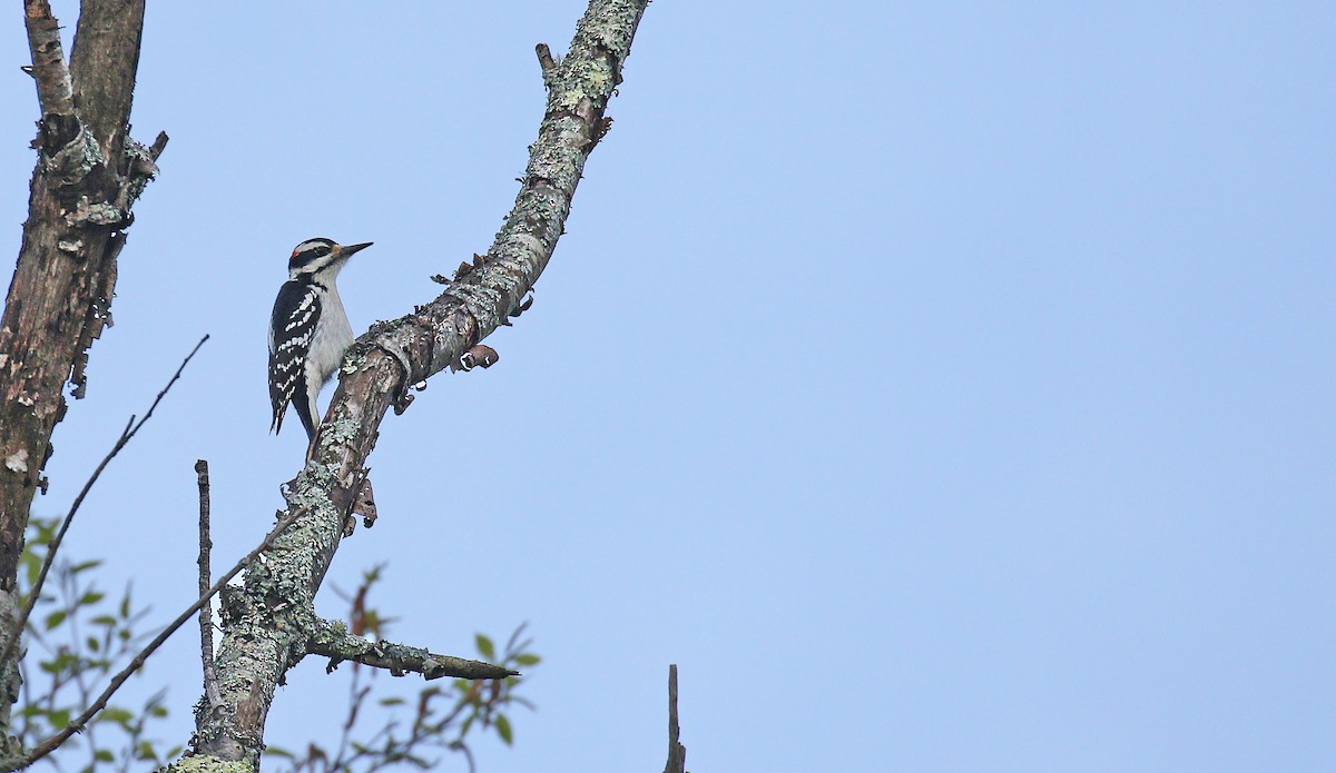 Hairy Woodpecker (Eastern) - Ryan Schain