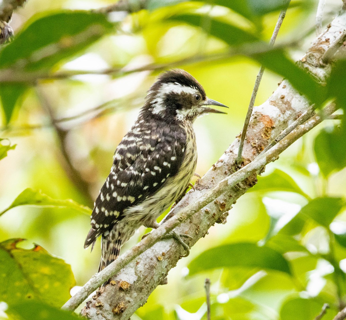 Philippine Pygmy Woodpecker - ML592069461