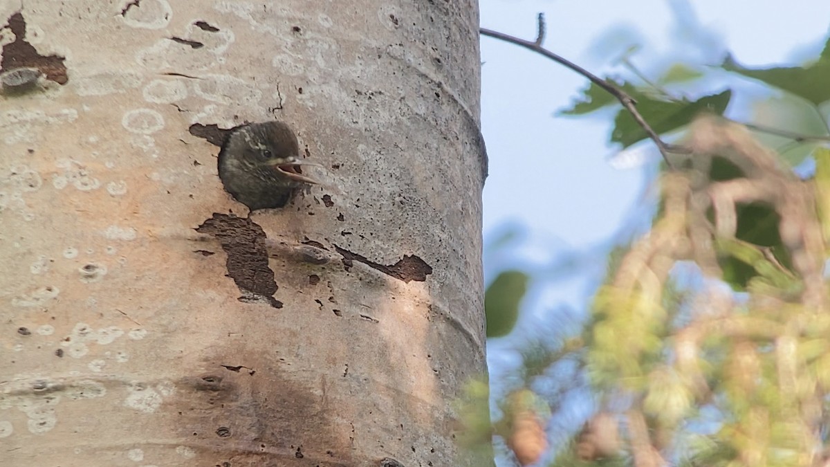 Red-naped x Red-breasted Sapsucker (hybrid) - ML592070261