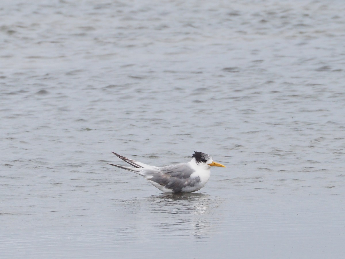 Great Crested Tern - ML592070631