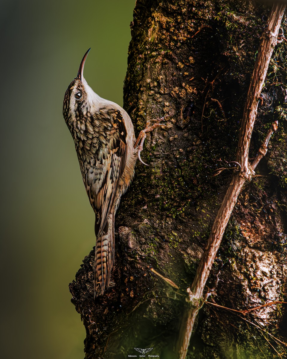 Bar-tailed Treecreeper - Bibaswan Sarkar