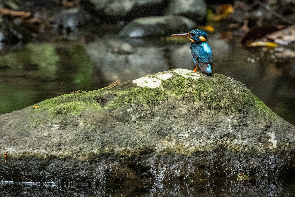Martin-pêcheur à poitrine bleue - ML592071331
