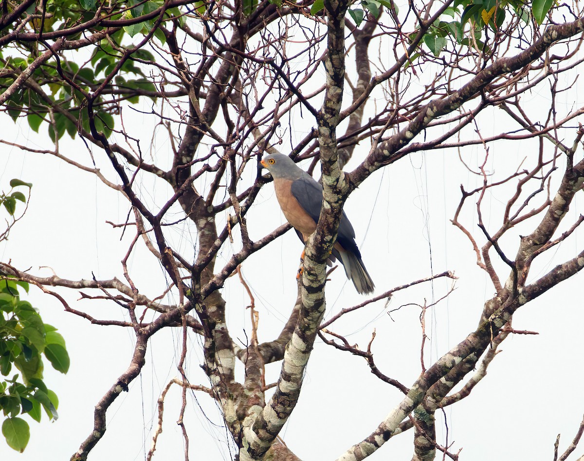 EBird Australia Checklist 8 Jul 2023 Biak At 1 12656 136 13348 15 Species