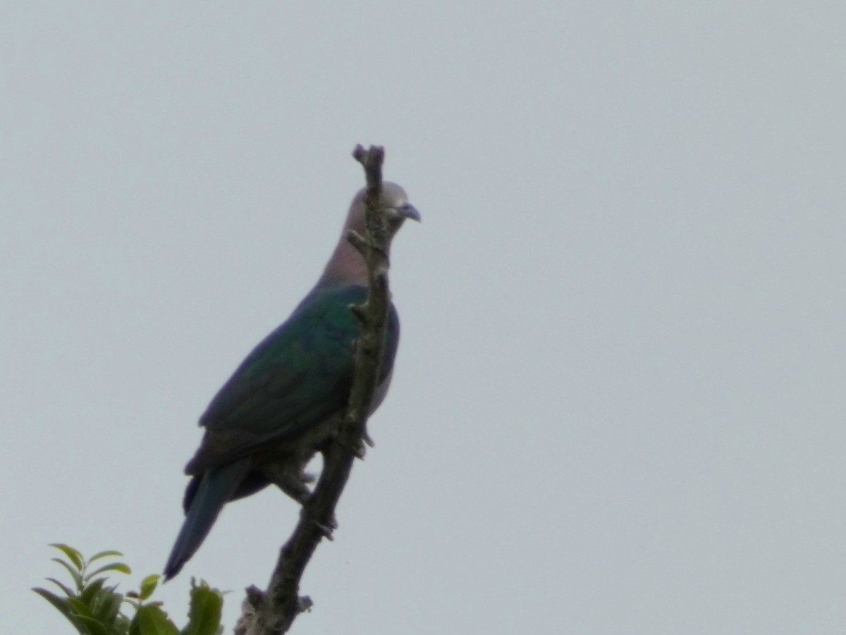 Green Imperial-Pigeon - ML592072671