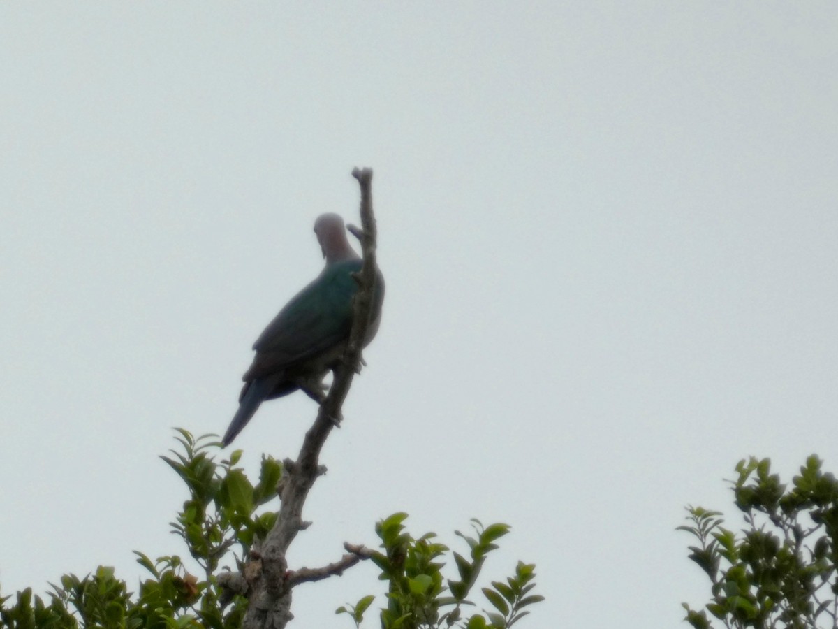 Green Imperial-Pigeon - ML592072691