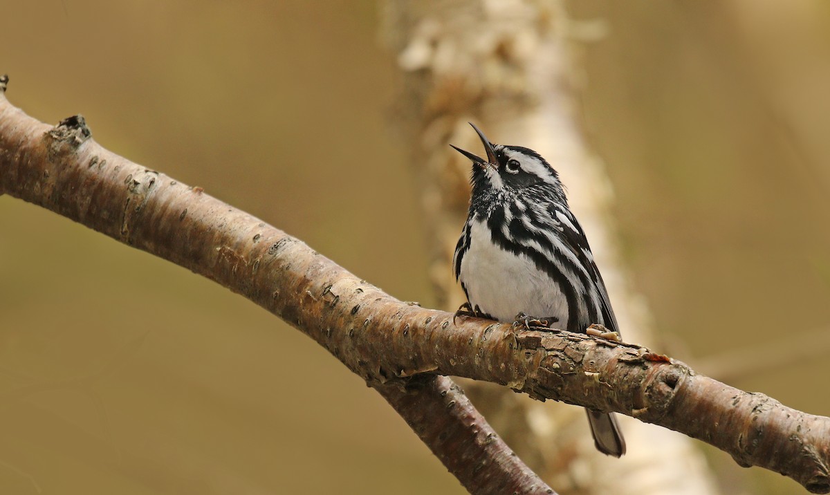 Black-and-white Warbler - ML59207491