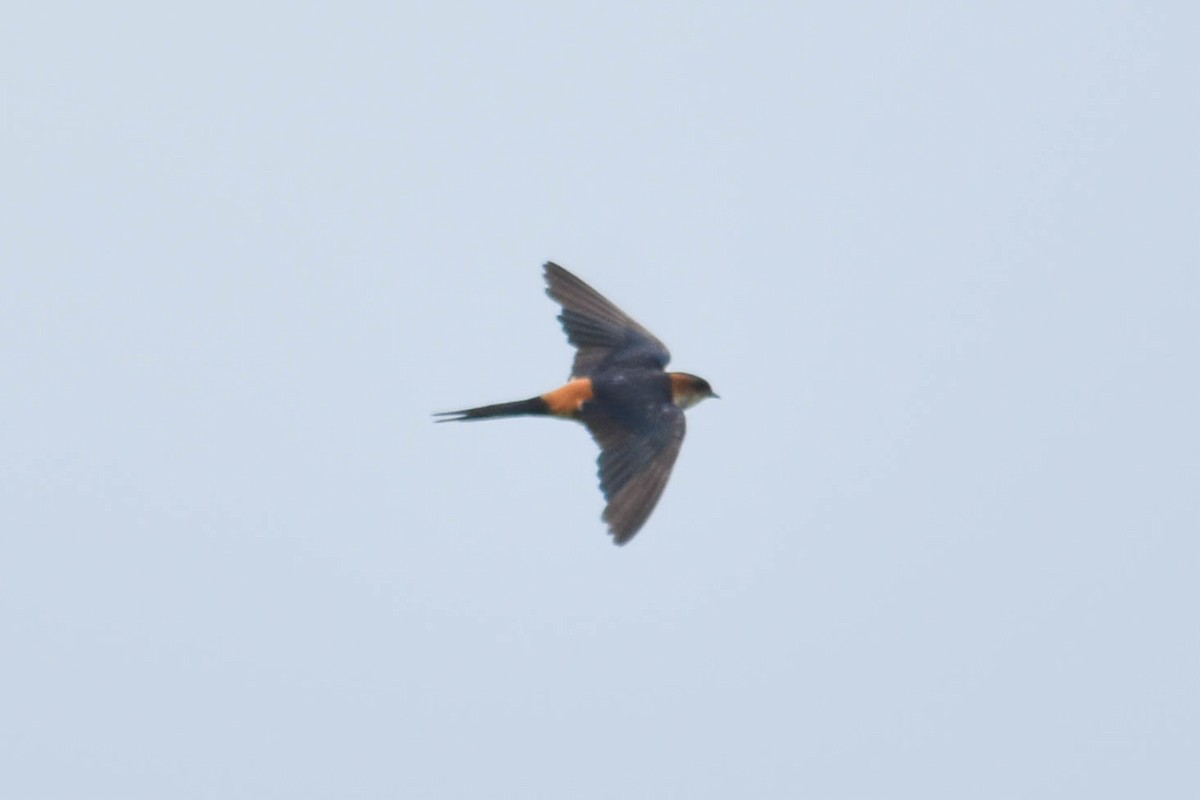 Red-rumped Swallow - ML592075611