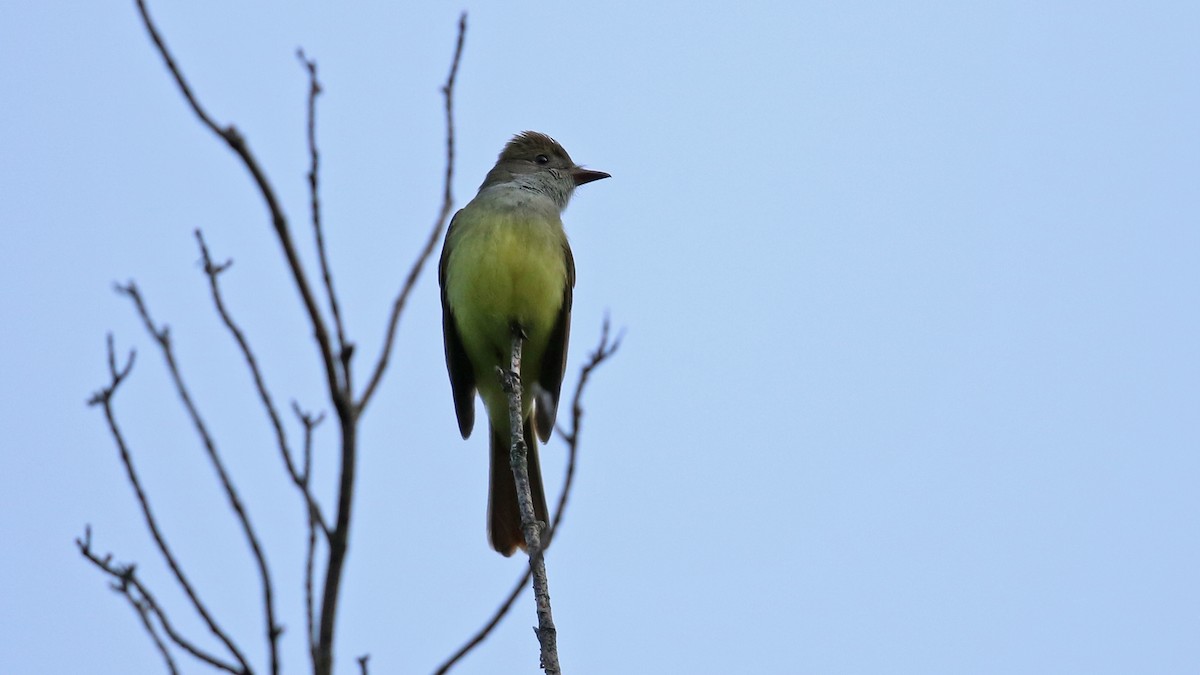 Great Crested Flycatcher - ML59207591