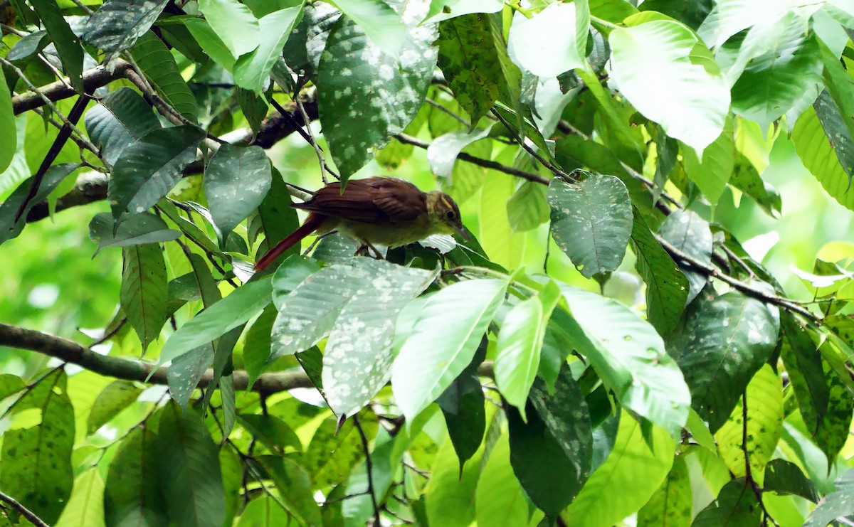 Rufous-tailed Foliage-gleaner - ML592076941
