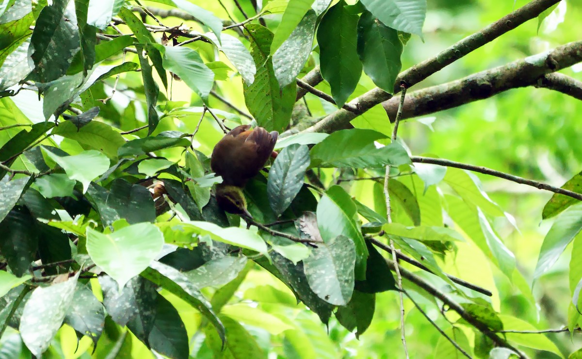 Rufous-tailed Foliage-gleaner - ML592076961