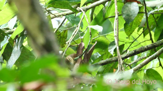 Rufous-tailed Foliage-gleaner - ML592078001