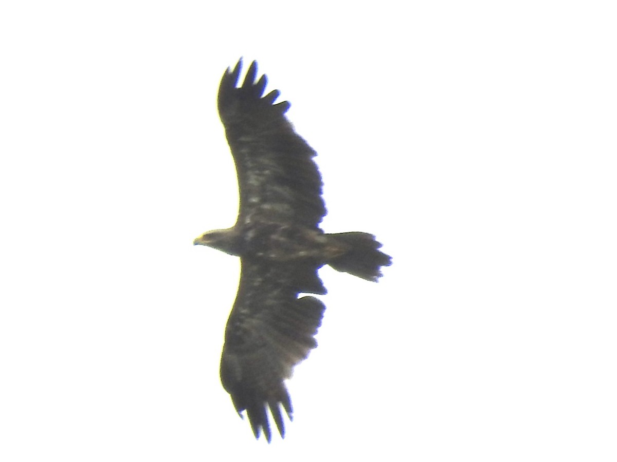 Tawny Eagle - ML592078731
