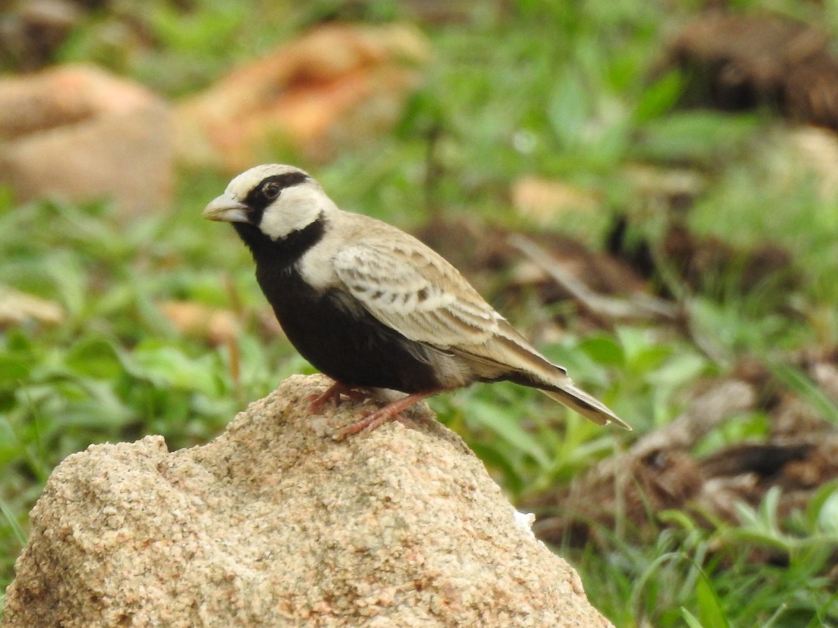 Ashy-crowned Sparrow-Lark - ML592078771