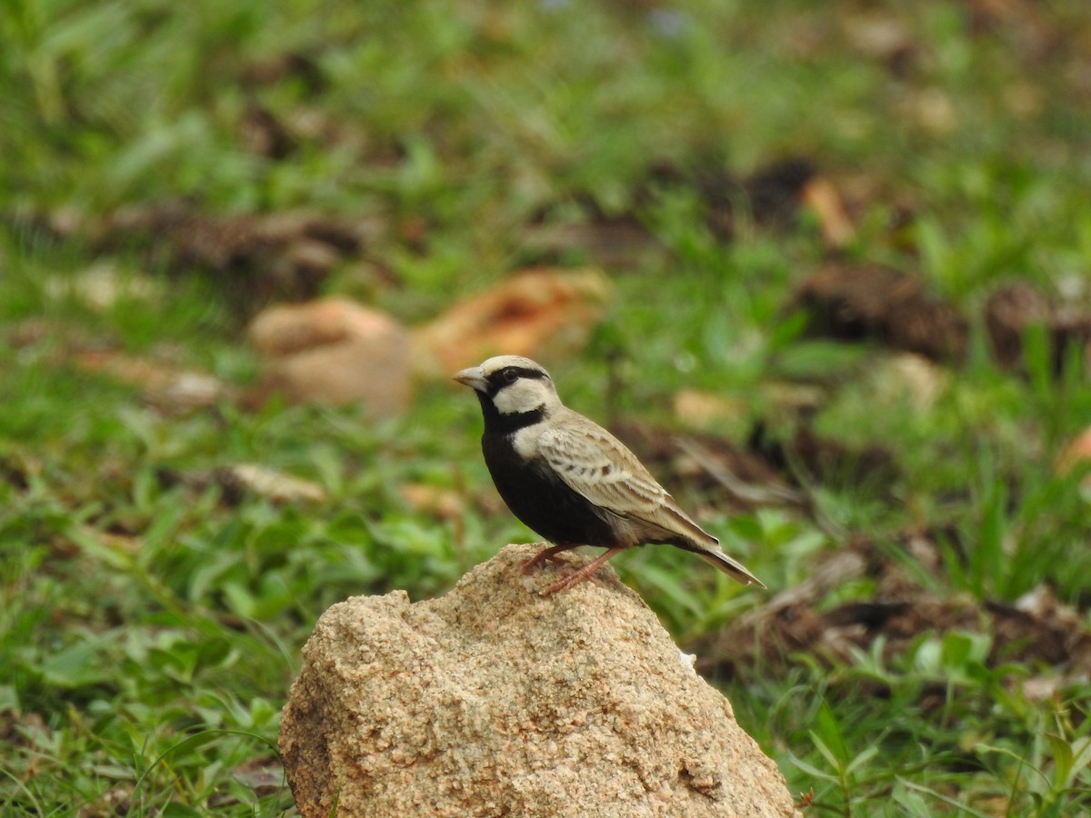 Ashy-crowned Sparrow-Lark - ML592078781