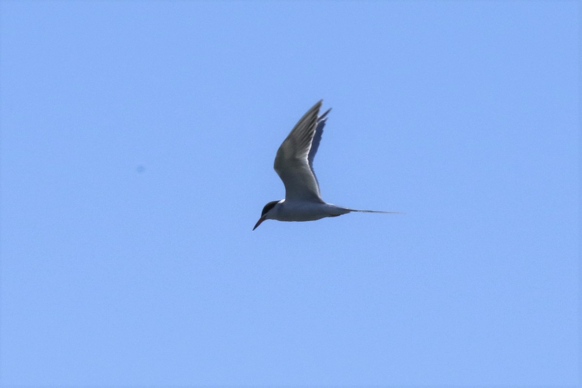 Common Tern - Von Welch
