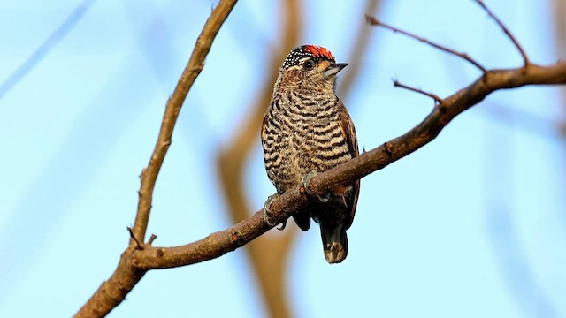 White-barred Piculet - ML592087311