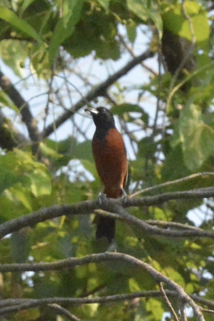 Orchard Oriole - ML592092211
