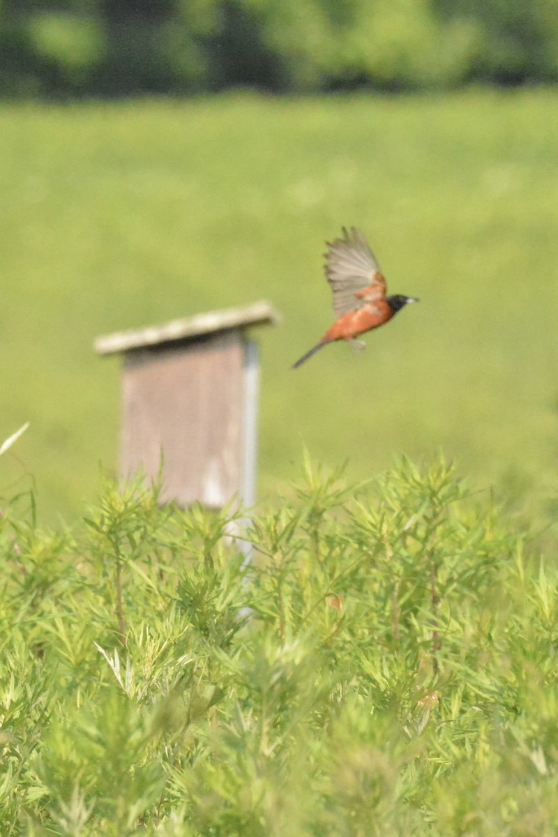 Orchard Oriole - ML592092221