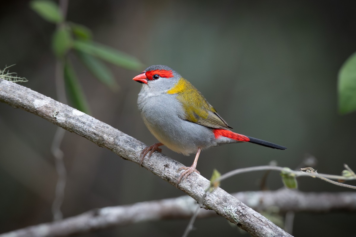 Red-browed Firetail - ML592092831