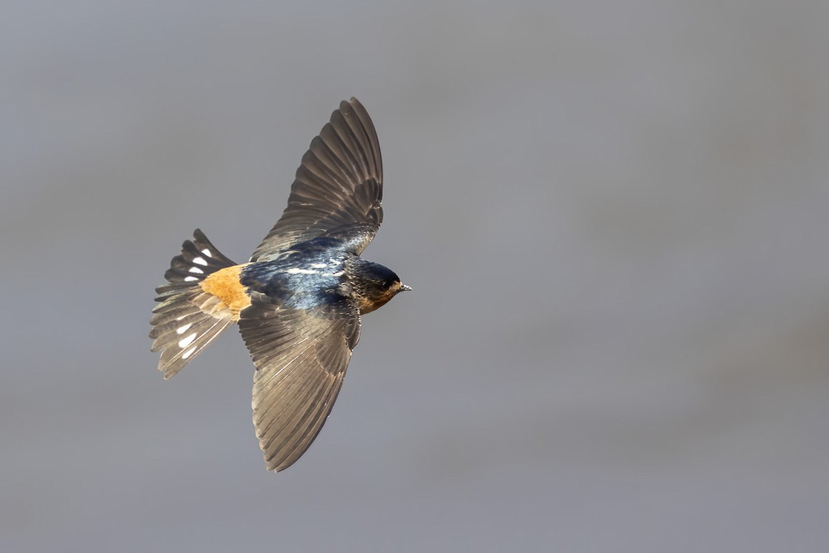 Red-throated Swallow - ML592094161