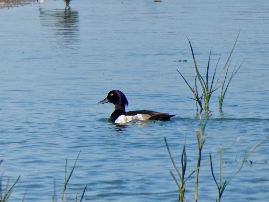 Tufted Duck - ML592095071