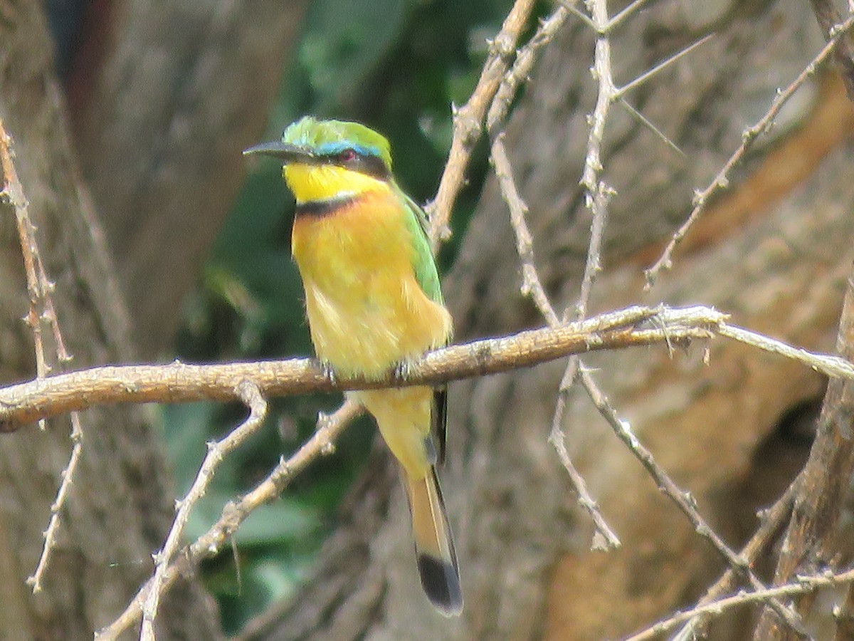 Little Bee-eater - ML592096831