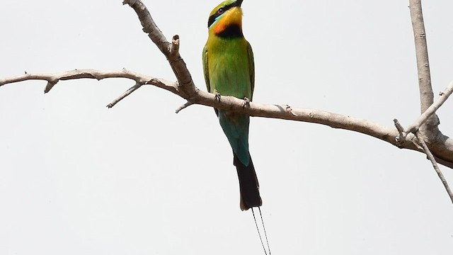Rainbow Bee-eater - ML592096891