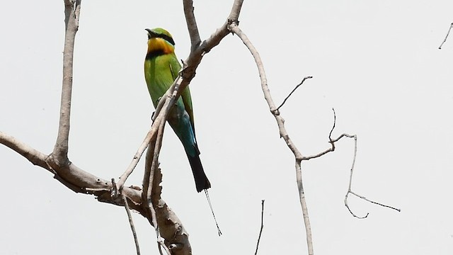 Rainbow Bee-eater - ML592096921