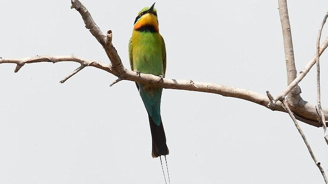 Rainbow Bee-eater - ML592097021