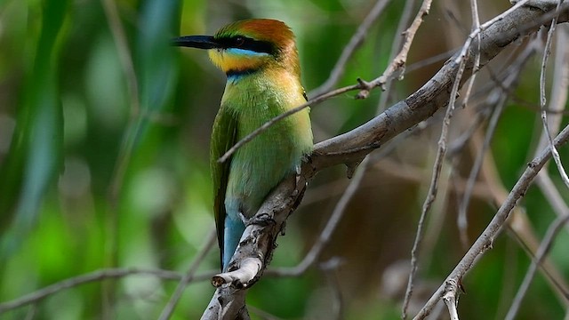 Rainbow Bee-eater - ML592097051