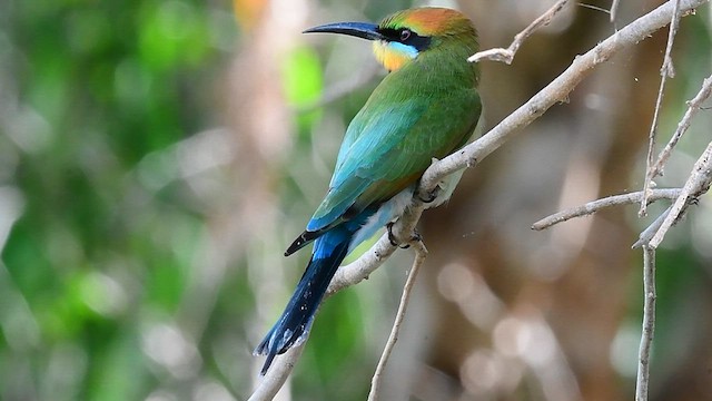 Rainbow Bee-eater - ML592097061