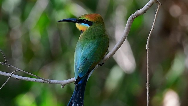 Rainbow Bee-eater - ML592097071