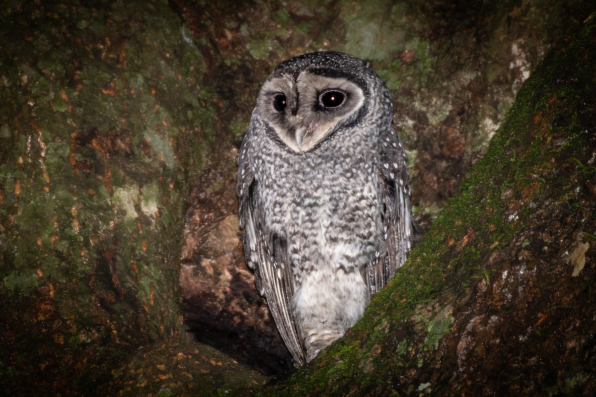 Sooty Owl (Lesser) - ML592097131