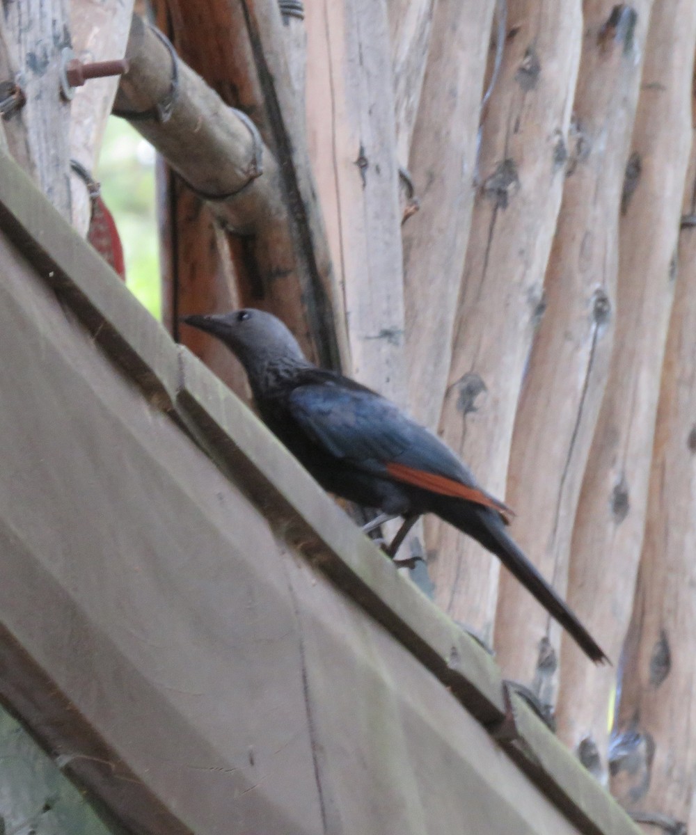 Red-winged Starling - ML592097771
