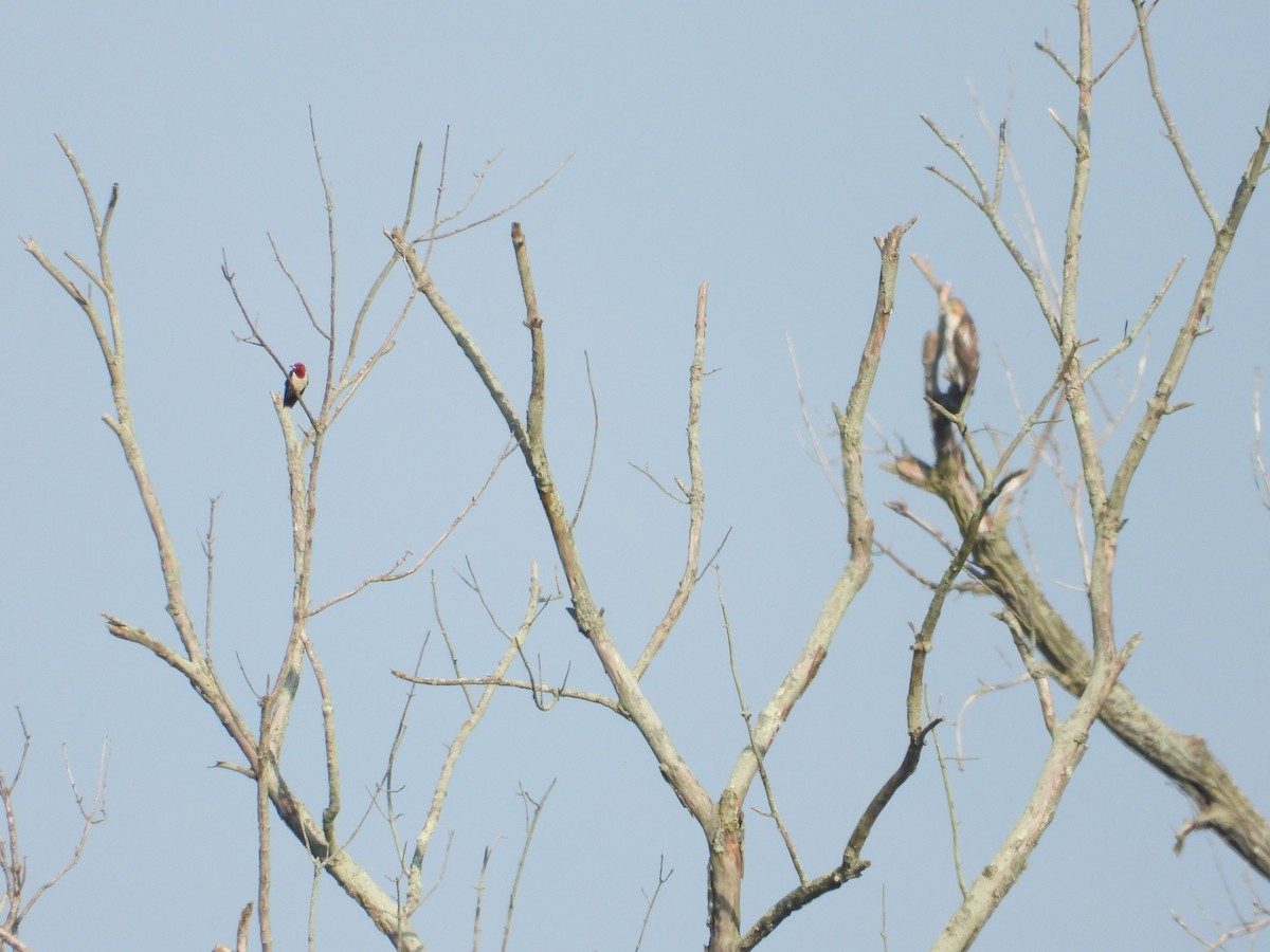 Red-headed Woodpecker - ML592100831