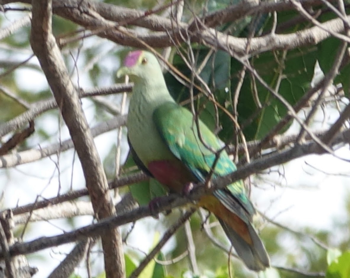 Red-bellied Fruit-Dove - ML592102961