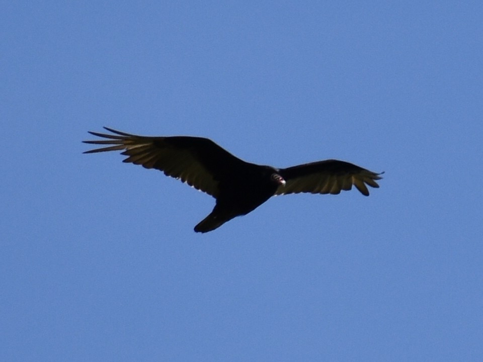 Turkey Vulture - ML59211081