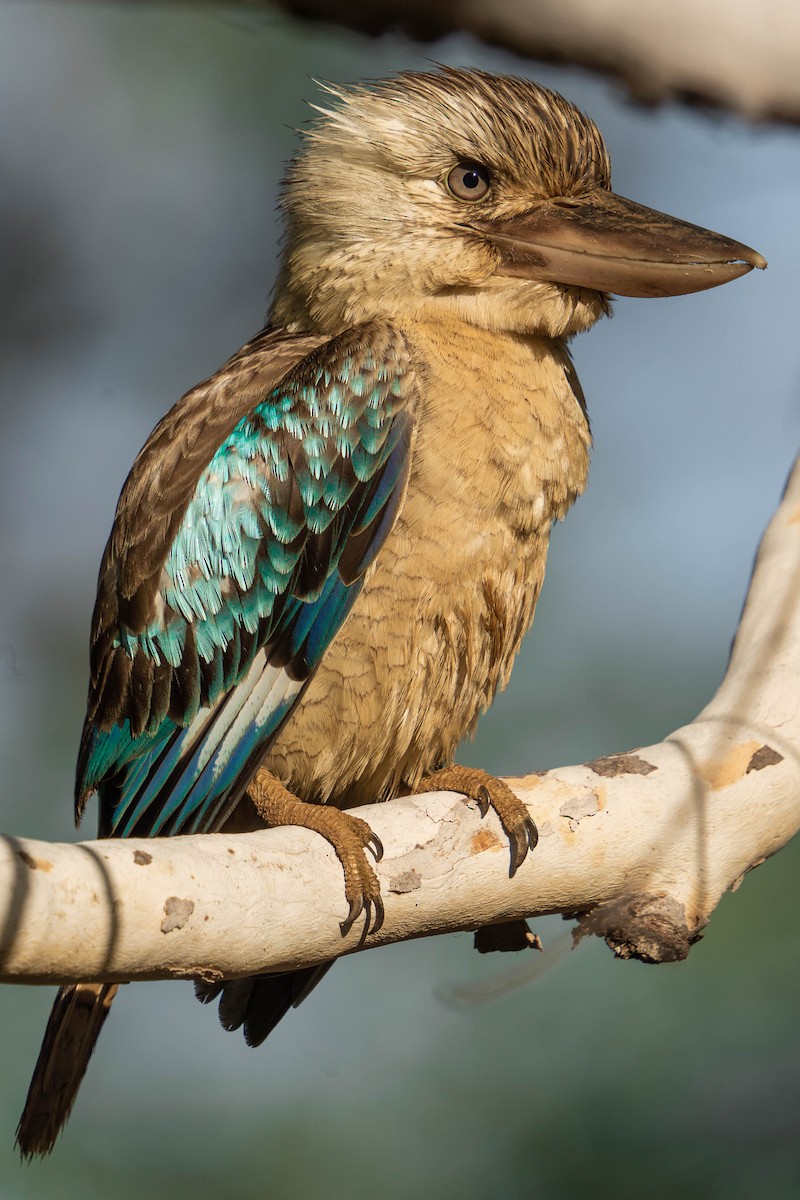 Blue-winged Kookaburra - Michael Drake