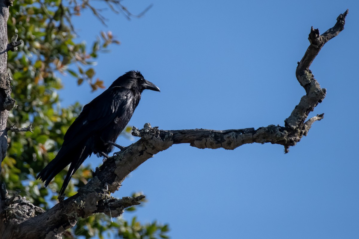 Common Raven - ML592113191