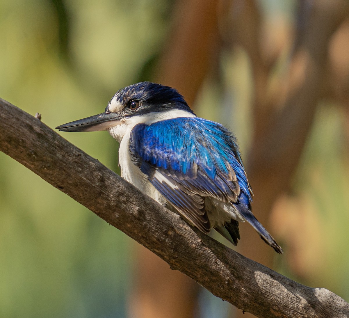 Forest Kingfisher - ML592113641