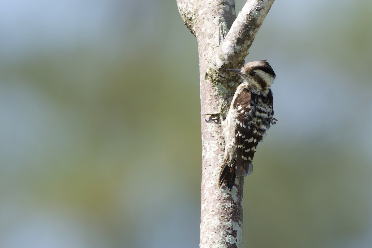 Gray-capped Pygmy Woodpecker - ML592115761
