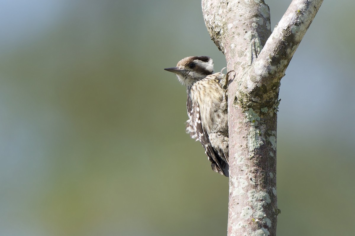 Gray-capped Pygmy Woodpecker - ML592115891