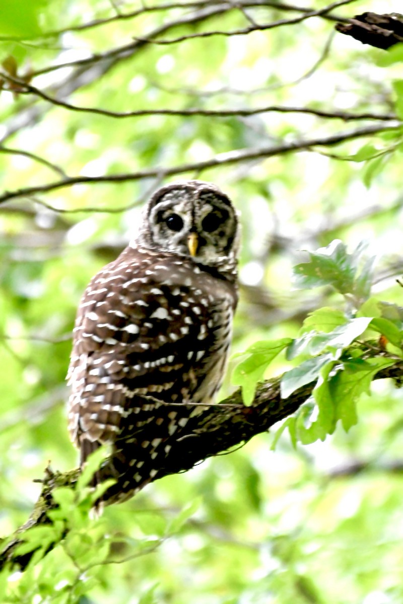 Barred Owl - ML592117591